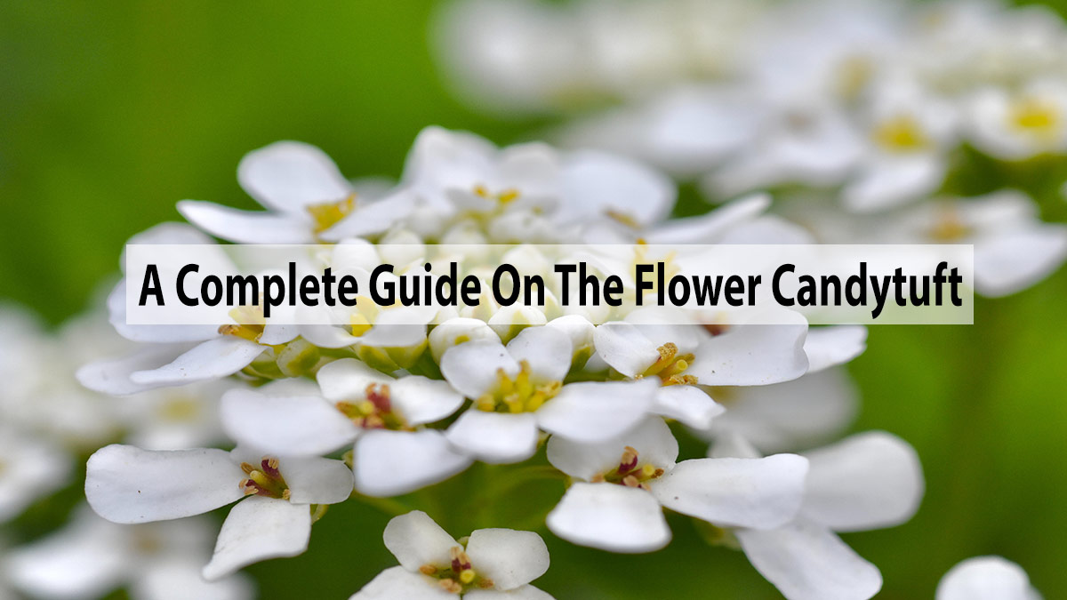 A Complete Guide On The Flower Candytuft